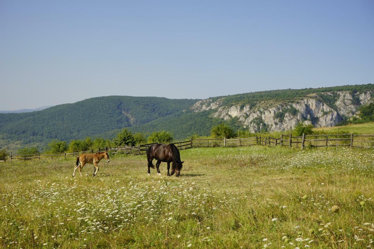 Pensiunea Cheile Apusenilor Villa Sandulesti Exterior foto